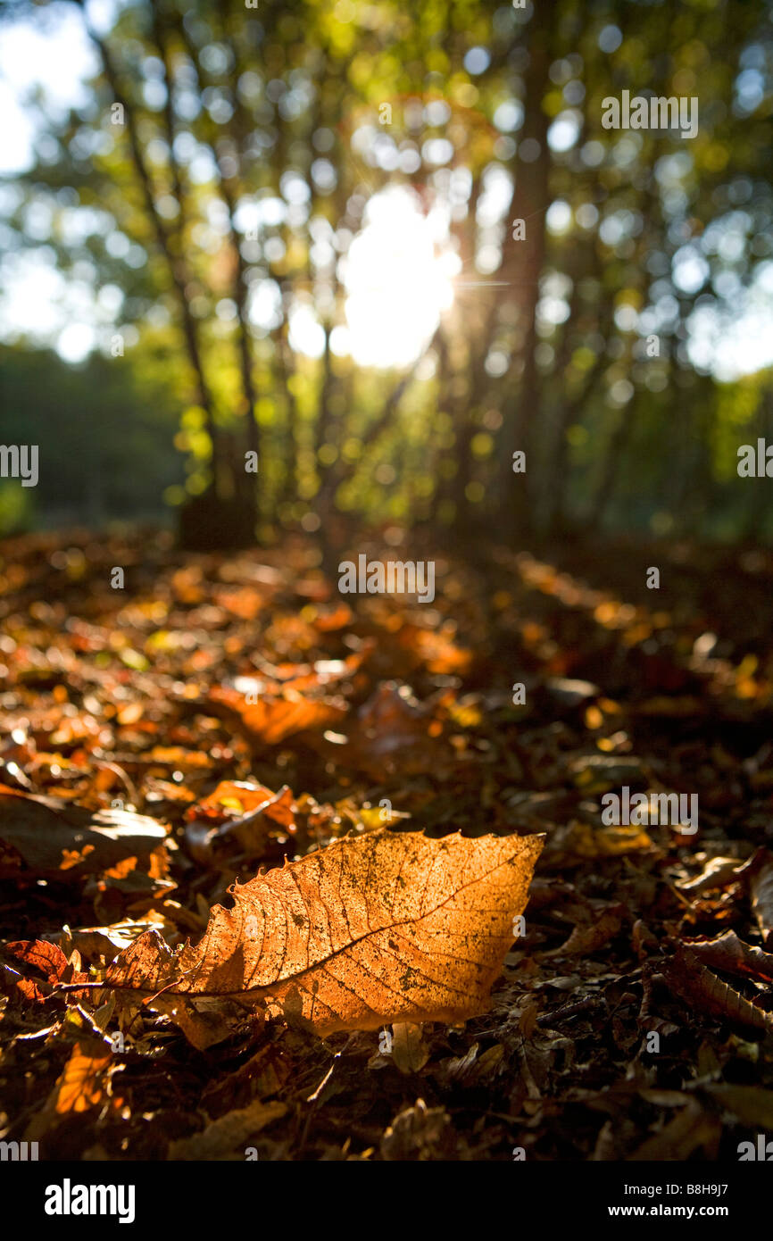 Herbst Blatt auf Wald Waldboden liegend mit Sonne durchscheinen. Stockfoto