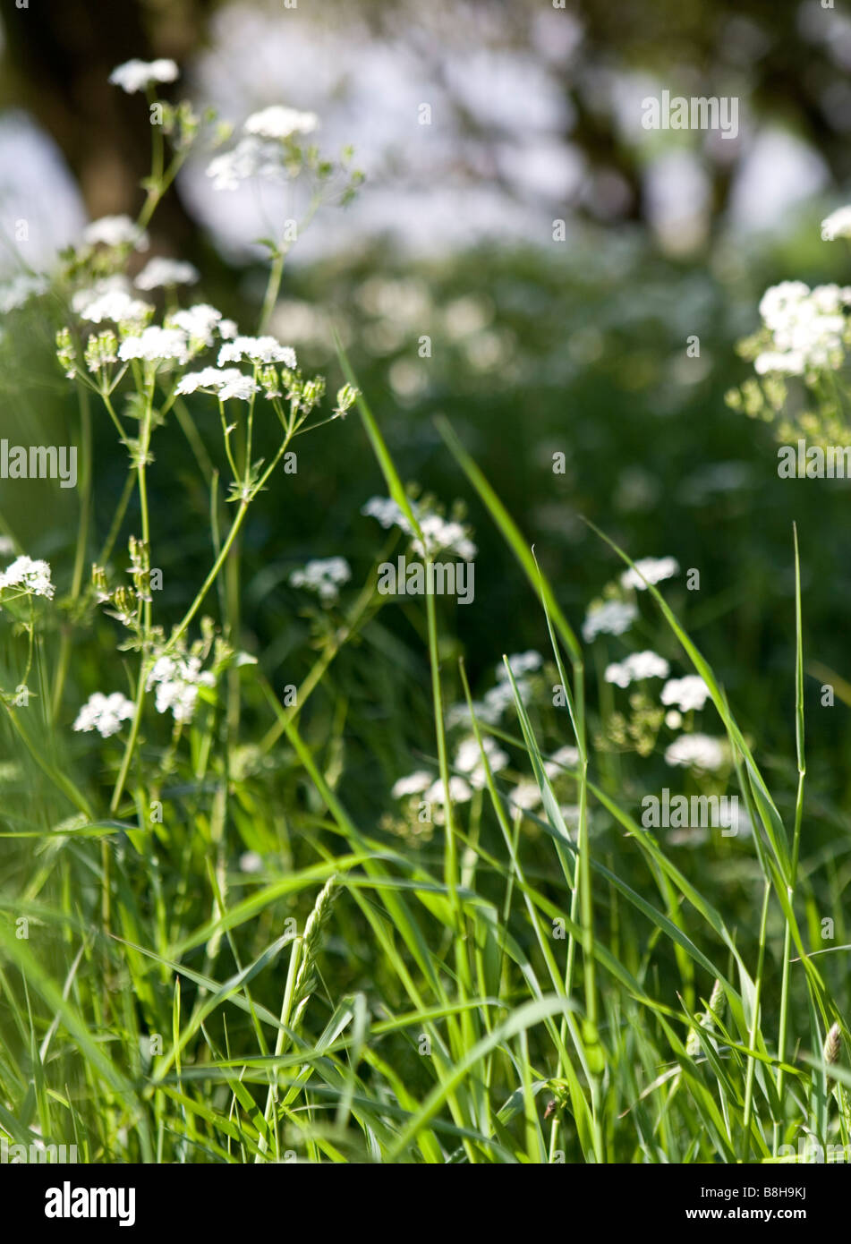 GEMEINSAMER NAME: Kuh Petersilie lateinischer Name: Anthriscus Sylvestris Stockfoto