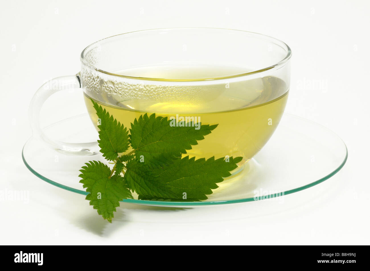 Brennnessel (Urtica Dioica). Eine Tasse Tee mit Blättern, Studio Bild Stockfoto