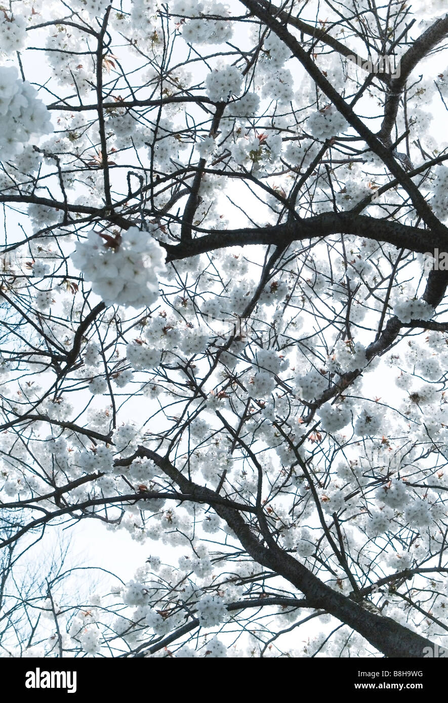 Weiße Blüte im Frühjahr Stockfoto