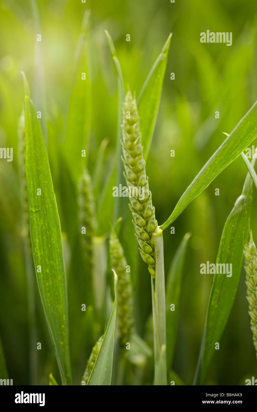 Nahaufnahme von Weizen wächst in einem Feld Stockfoto