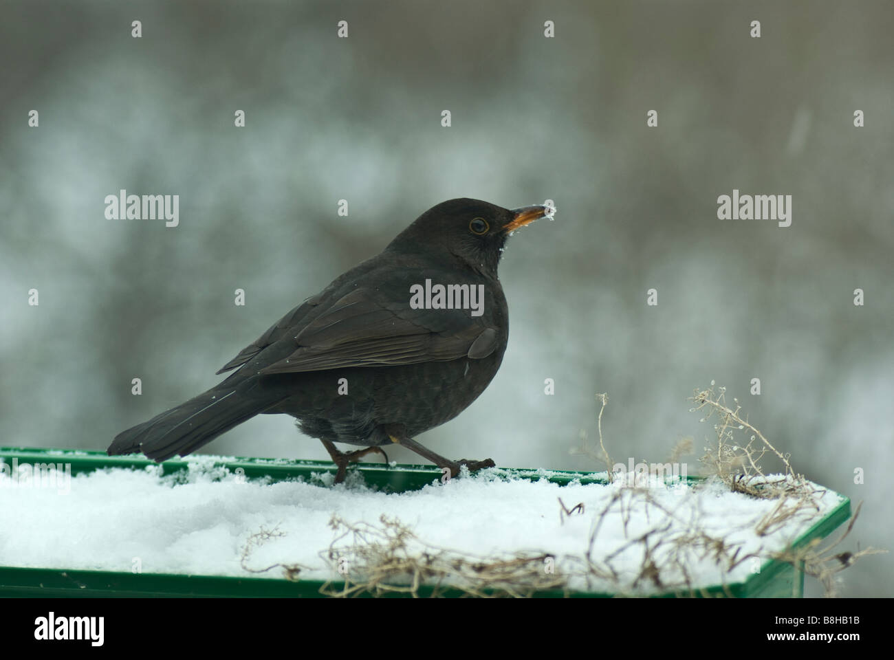 Dlackbird im Winter sitzen auf einem Topf 2 Stockfoto