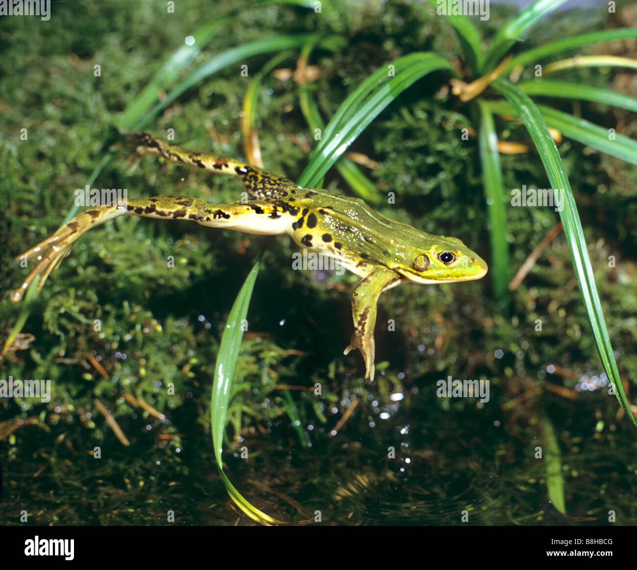Essbare Frosch - Sprung Stockfotografie - Alamy