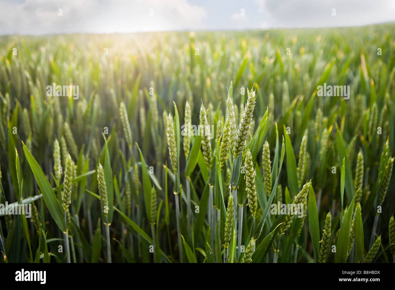 Schuss von Gerstenfeld hautnah Stockfoto