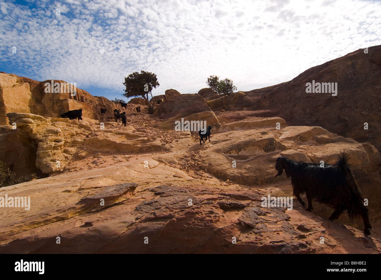 Petra, Jordanien, Mitte, Osten, Wüste, Fauna, Asien, Ziege Stockfoto