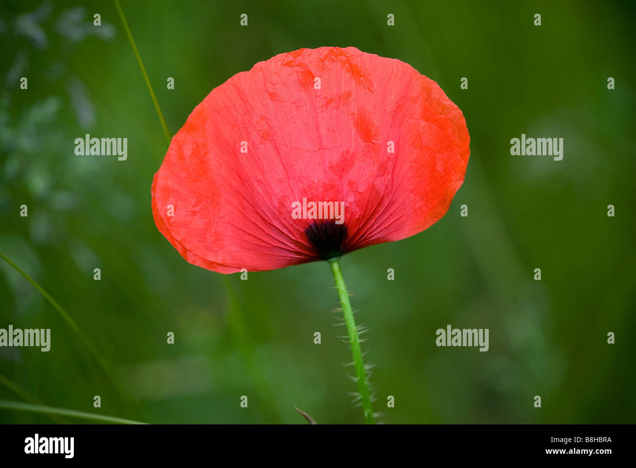 Roten wilden Mohn lateinischer Name: Papaver Rhoeas Stockfoto