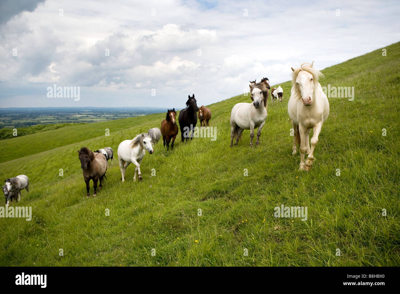 Pferde und Ponys roaming über den South Downs. Stockfoto