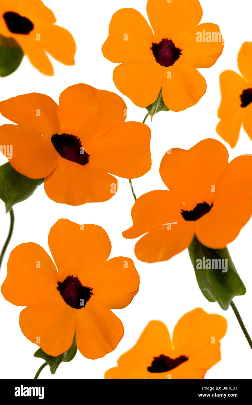 Fotomontage von orange Blumen Stockfoto