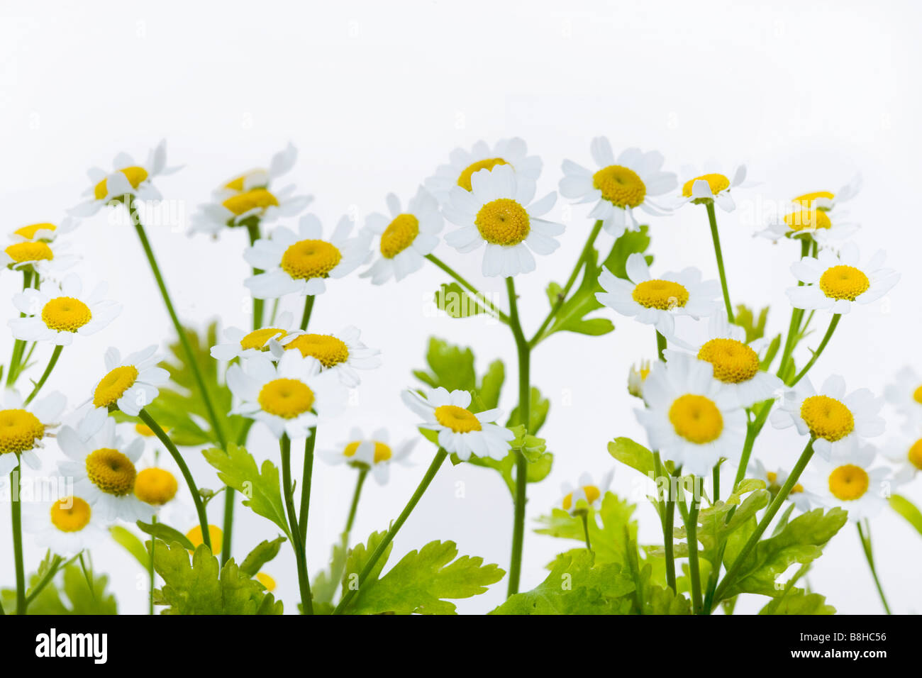 Schuss der Blüte Nahaufnahme Mutterkraut lateinischer Name: Chrysanthemum Parthenium Stockfoto