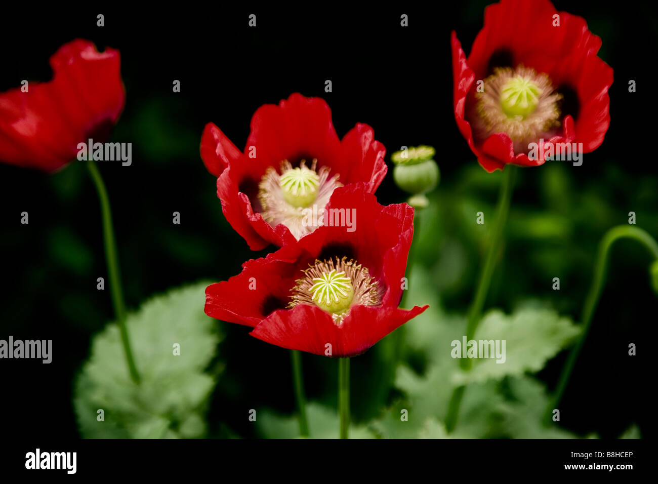 Roten wilden Mohn lateinischer Name: Papaver Rhoeas Stockfoto