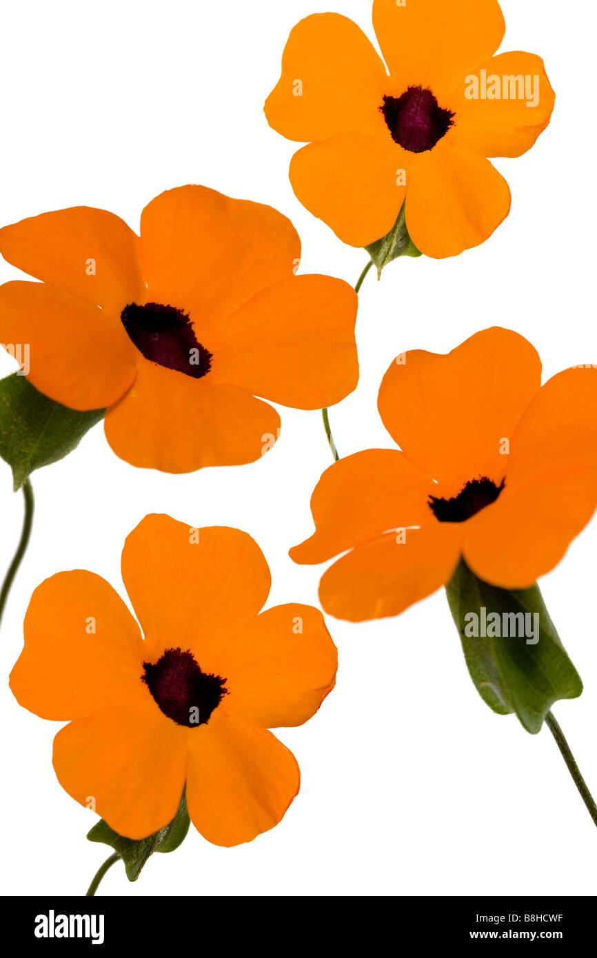 Fotomontage von orange Blumen Stockfoto