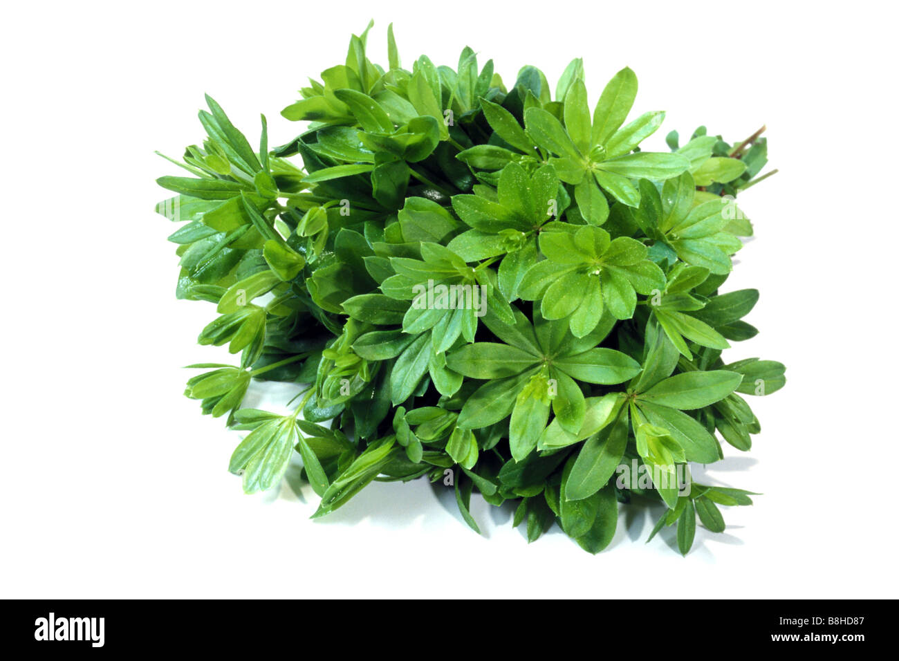 Waldmeister (Galium Odoratum), Bündel, Studio Bild Stockfoto