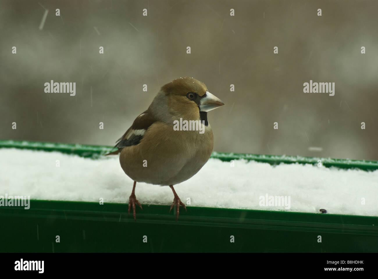 Kernbeißer weibliche Sitzgelegenheiten in einem Garten Topf 1 Stockfoto