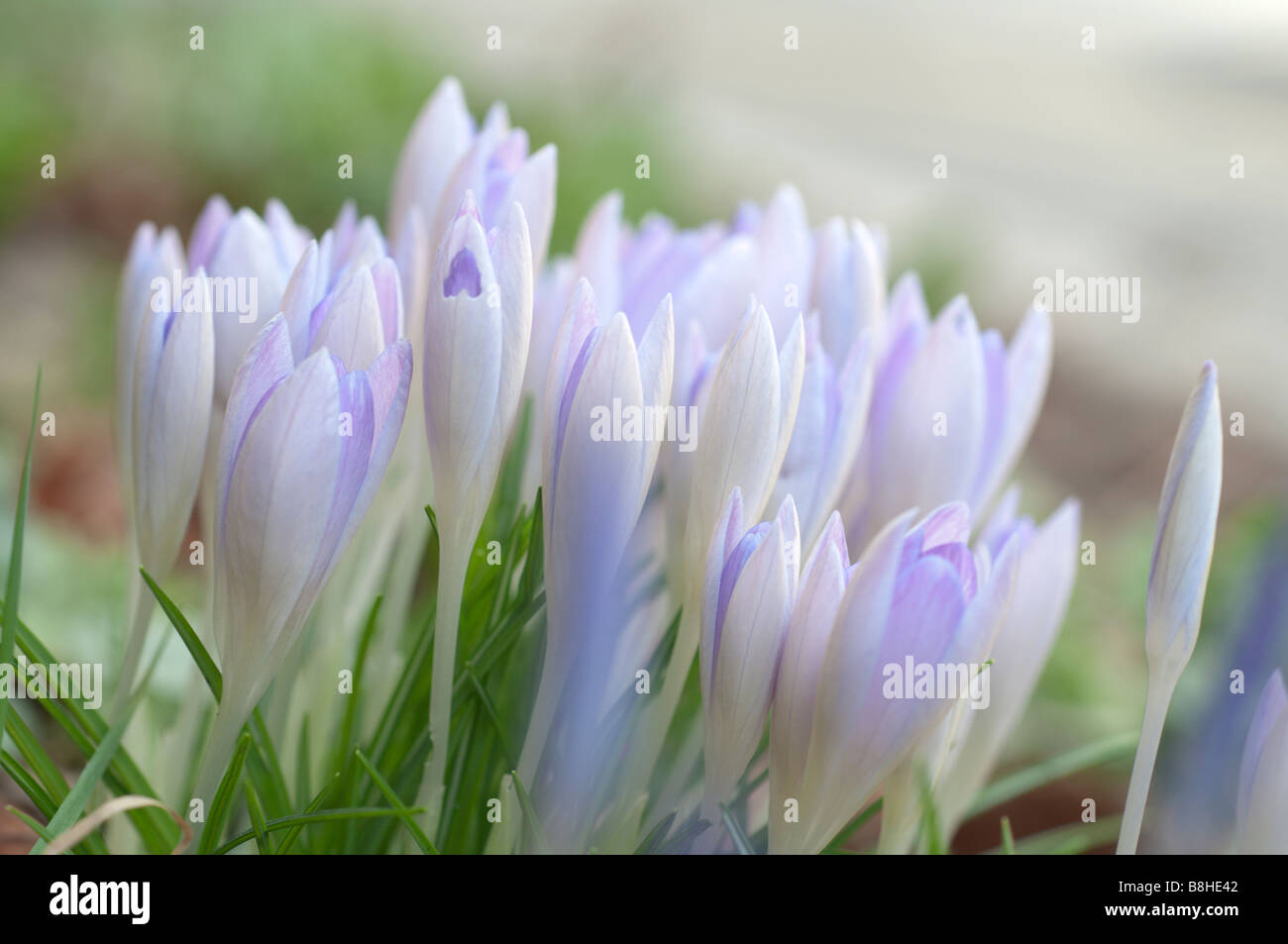 Weiße und violette Frühlingsblumen blühen bereit Stockfoto