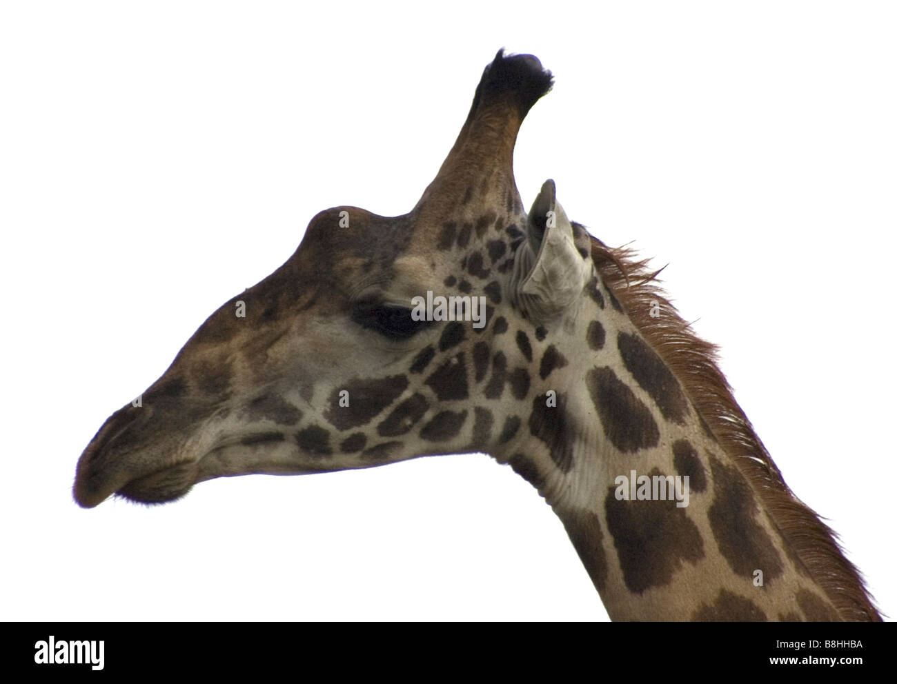 GIRAFFEN-KOPF Stockfoto
