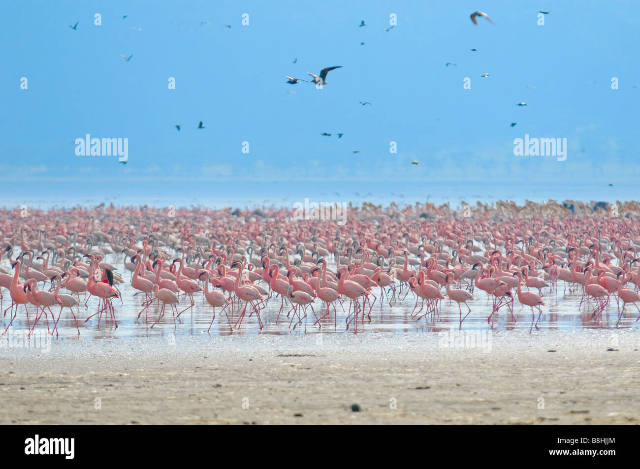 Schwärme von Flamingo Lake Nakuru Kenia Stockfoto