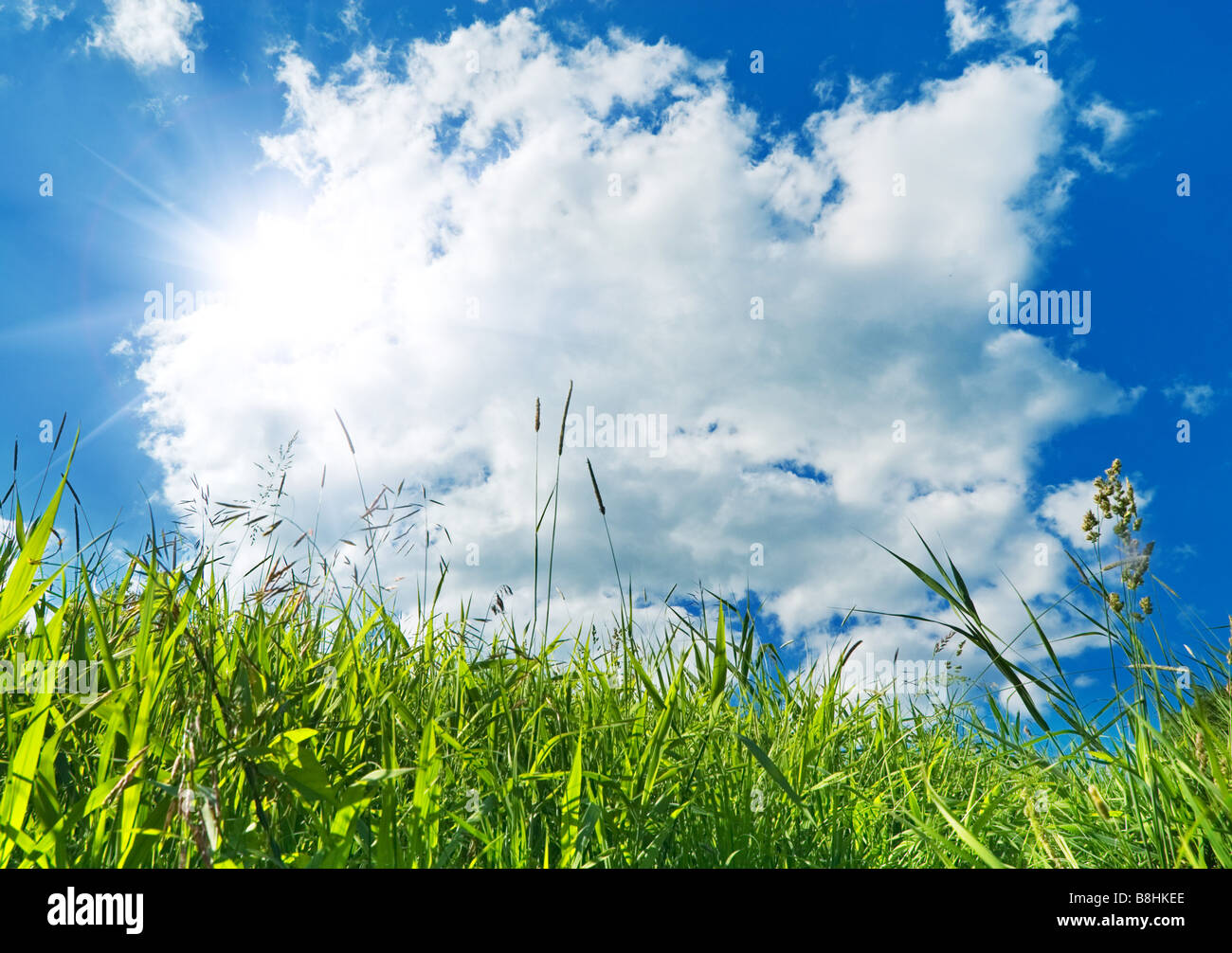 grünen Wiesen und blauem Himmelshintergrund Stockfoto