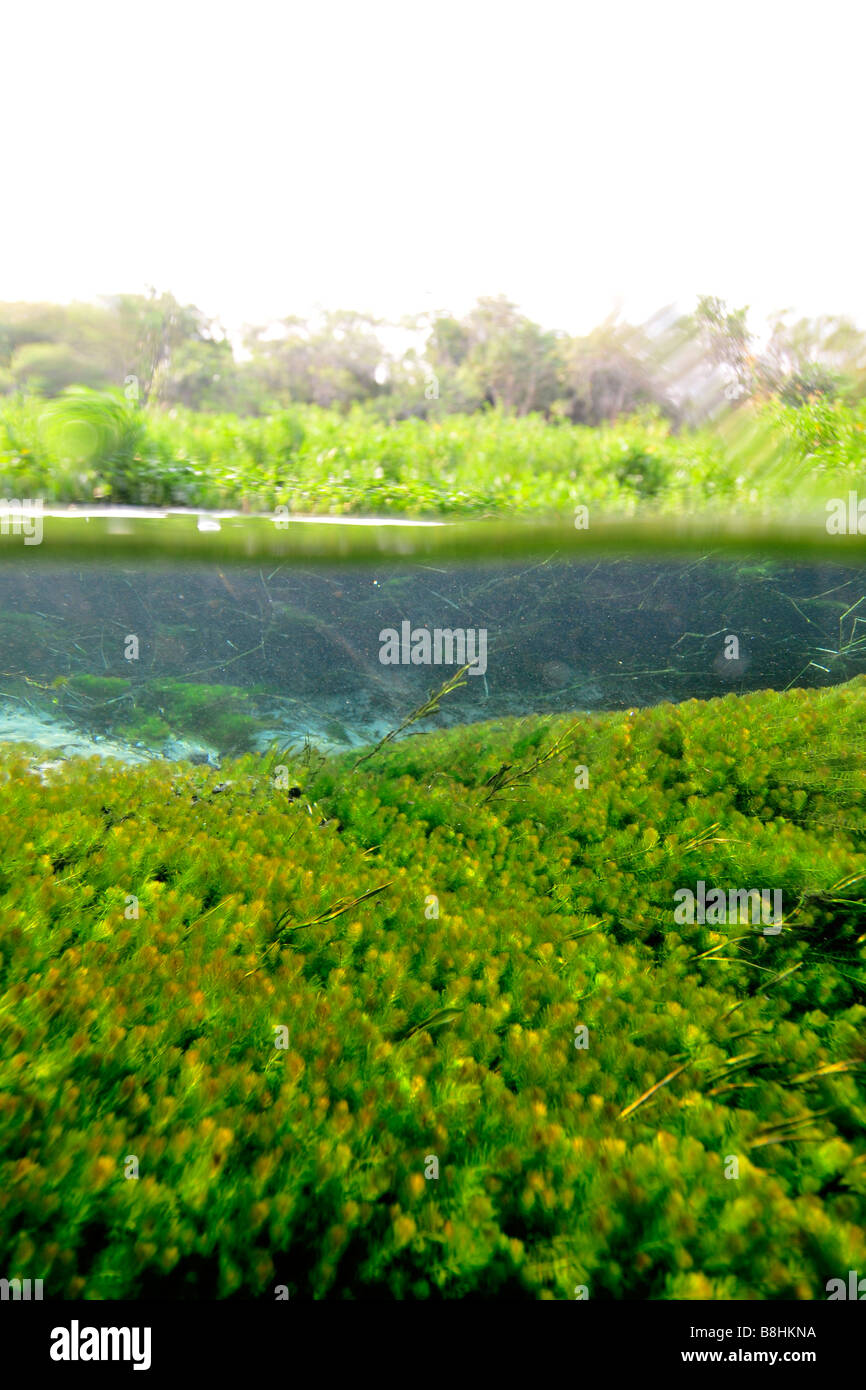 Split-Bild der üppigen Vegetation oben und unten Wasser, Säfte Fluss, Bonito, Mato Grosso Do Sul, Brasilien Stockfoto