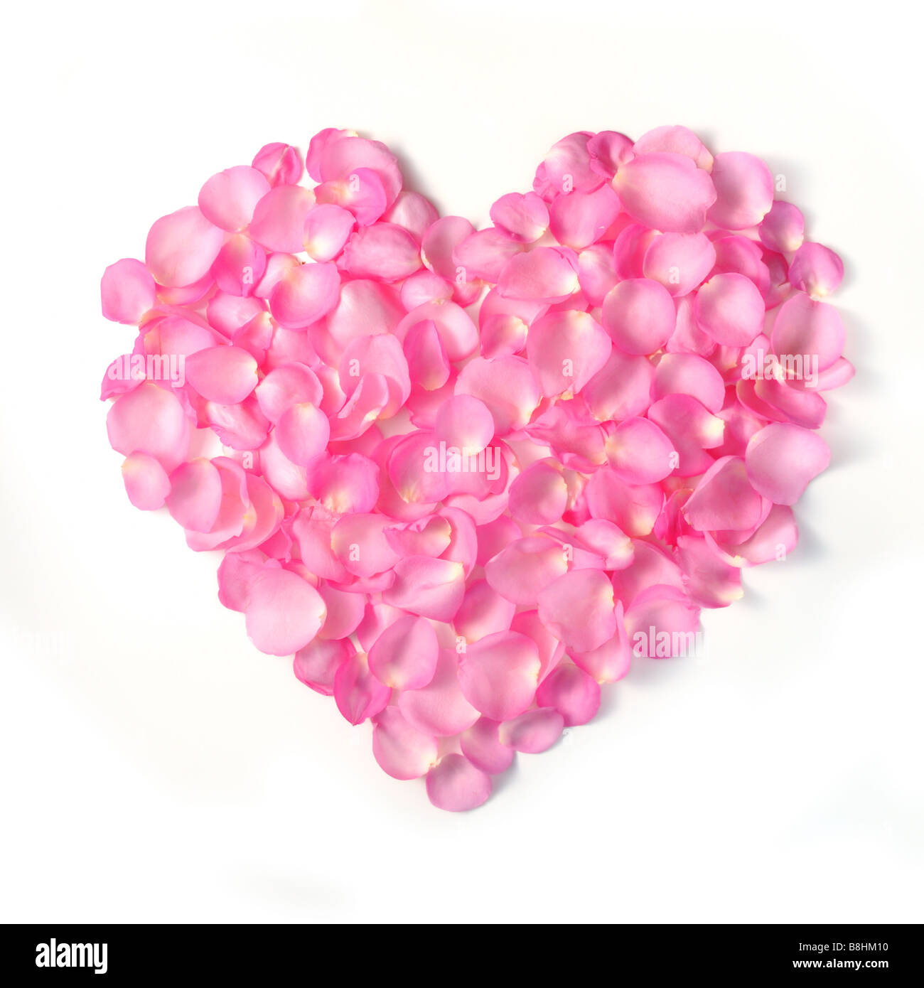 Detail der Valentinstag Hintergrund rosa Rosenblüten gemacht Stockfoto