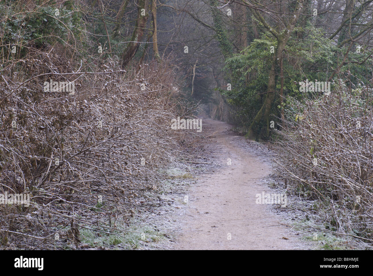 bereifte Bäume und Sträucher im Wald im winter Stockfoto