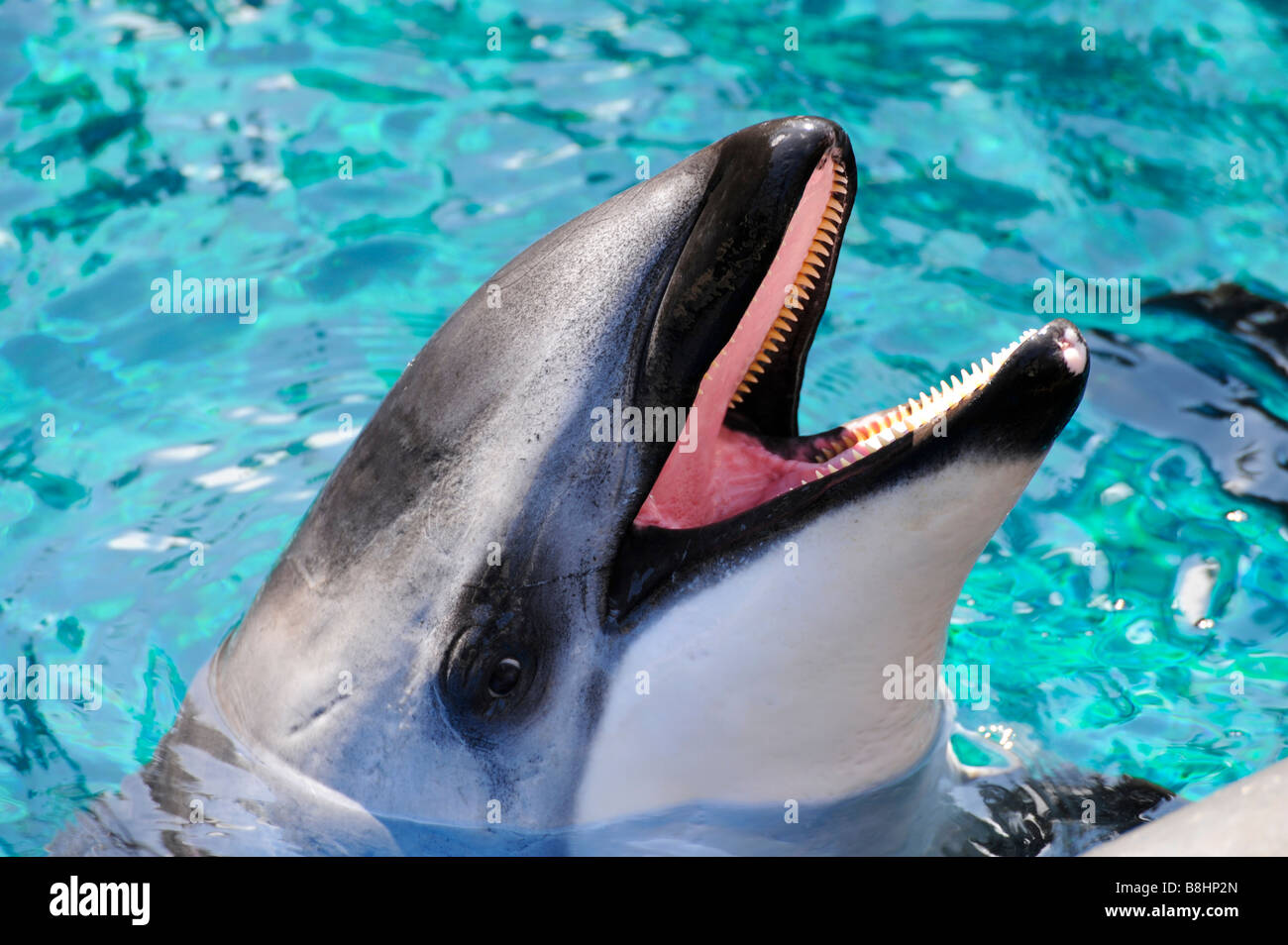 Freundlichen Delphin mit offenem Mund Stockfoto