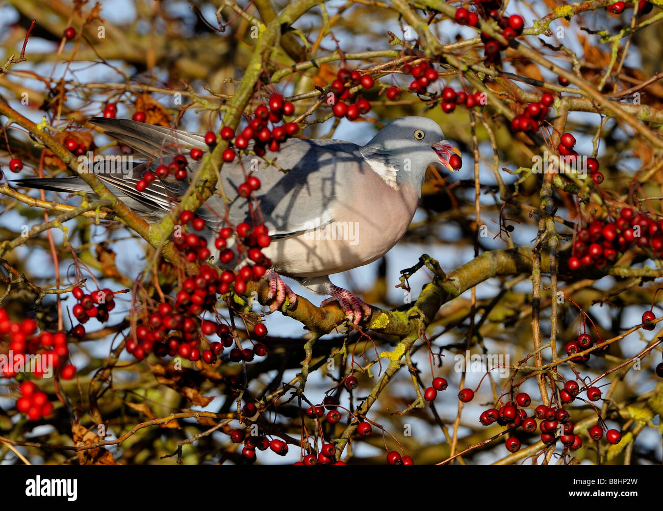 RINGELTAUBE. Columba Palumbus. Fütterung auf roten Weißdornbeeren im Herbst Hecken. Pigeon Ramier. Ringeltaube. Paloma Torcaz. Stockfoto