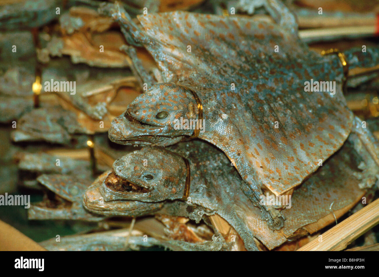 Gekreuzigten Geckos für den Verkauf auf eine chinesische Medizin getrocknet waren Stall in Sheung Wan, Hong Kong Island, Hongkong Stockfoto