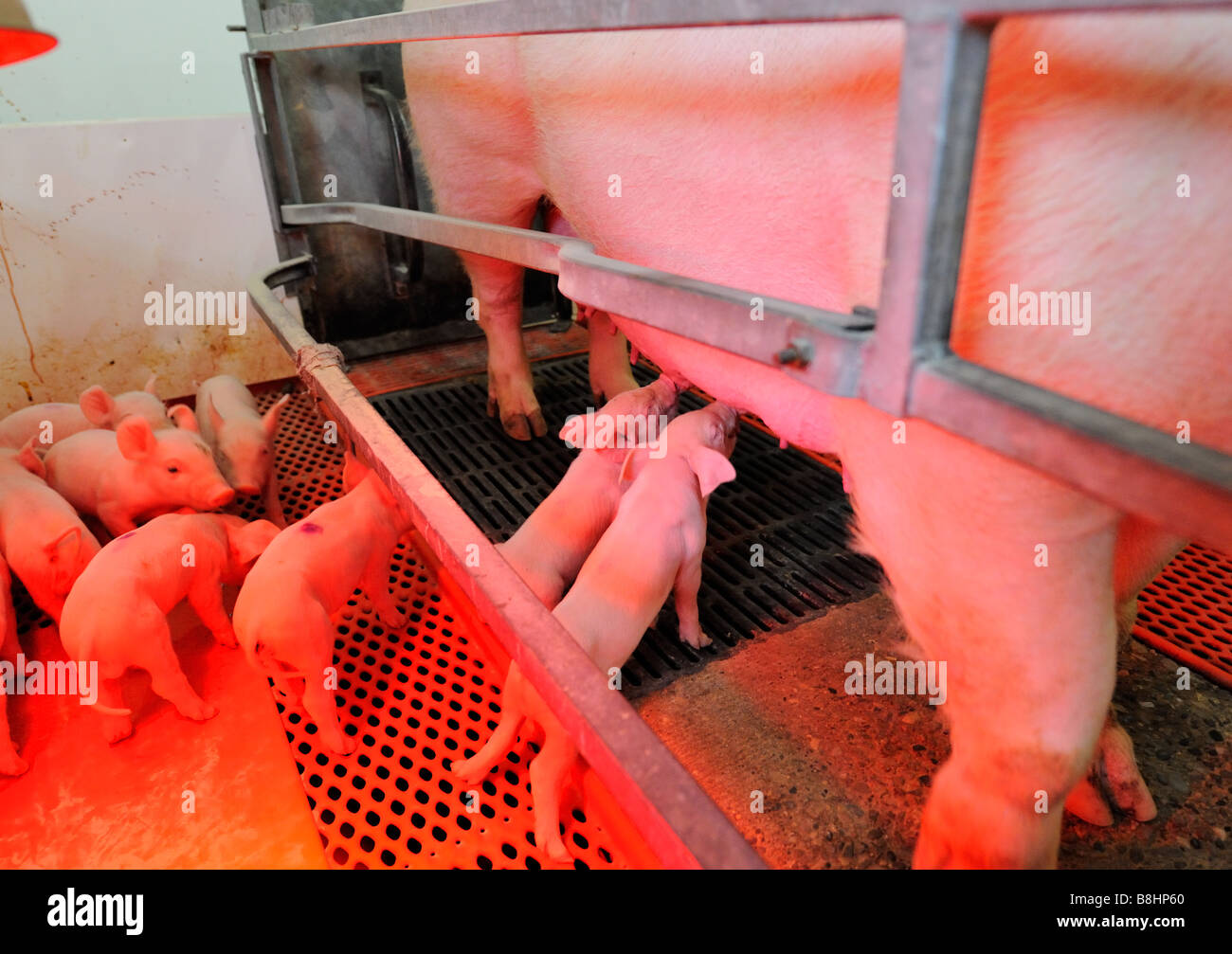 Spanferkel auf eine moderne Hog-Zuchtfarm Stockfoto