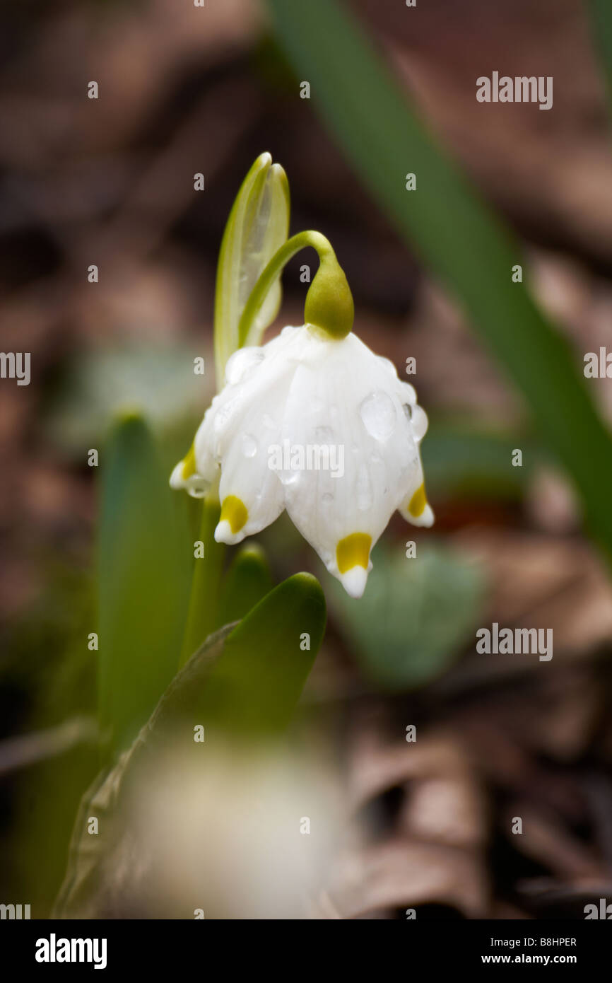 Frühling Schneeflocke (Leucojum Vernum) Stockfoto