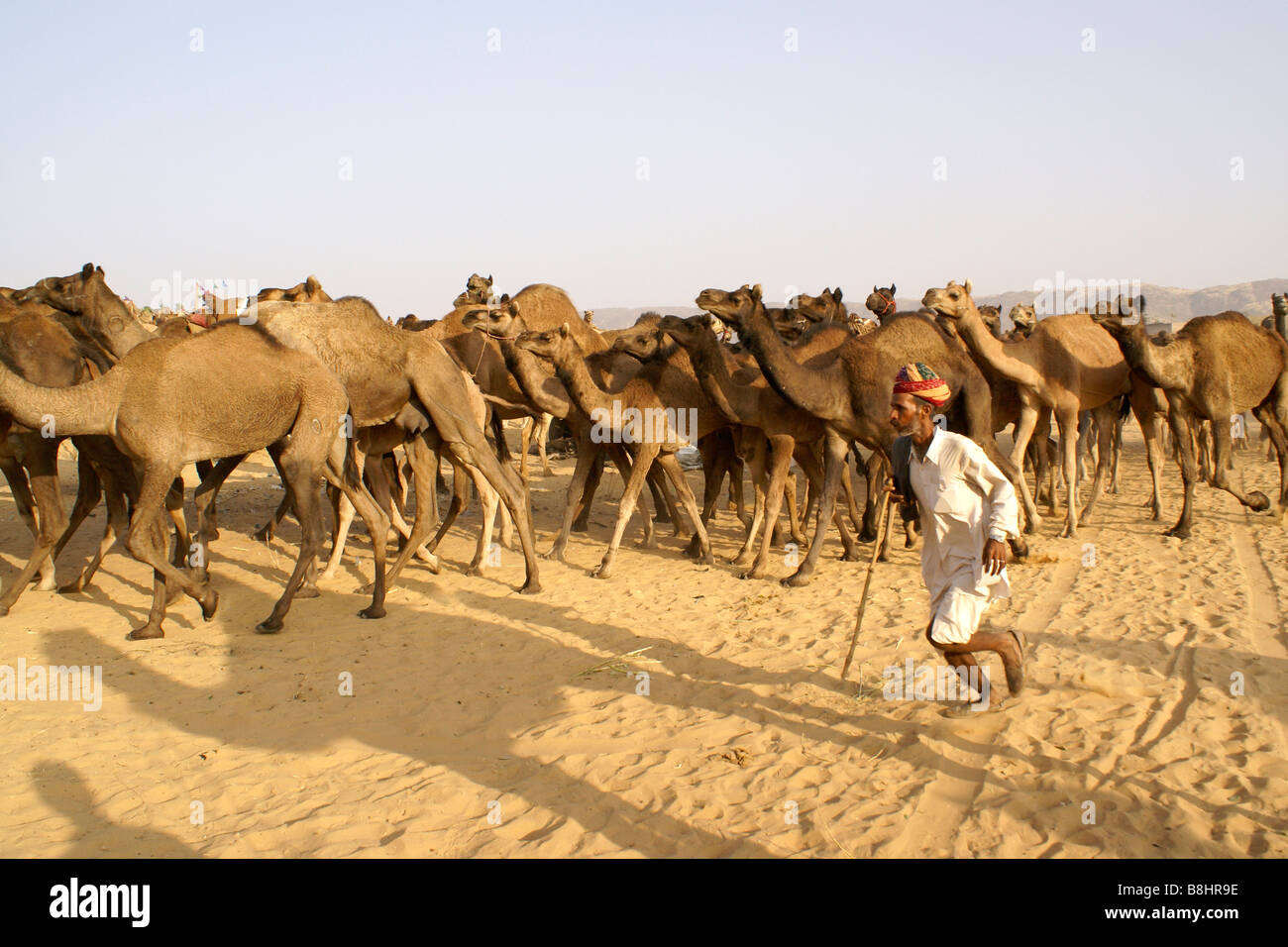 Rajasthani Mann hüten Kamele, Pushkar Fair Kamel & Rinder, Rajasthan, Indien Stockfoto