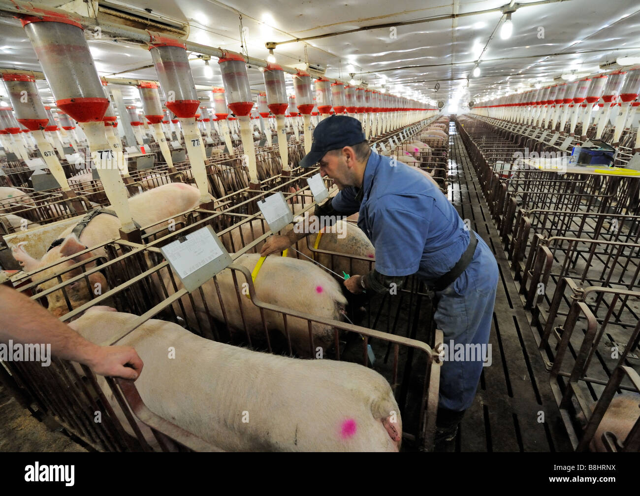 Hog Züchtung durch künstliche Befruchtung Stockfoto