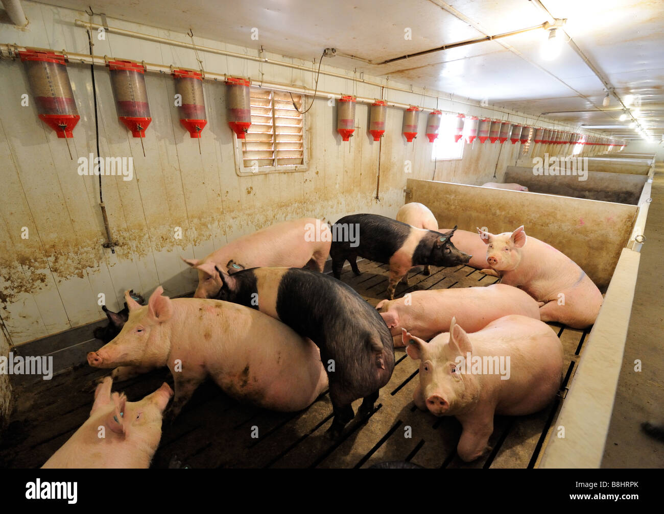 Ein erfolgreiches Schwein Zuchtfarm in Süd-Ontario Stockfoto