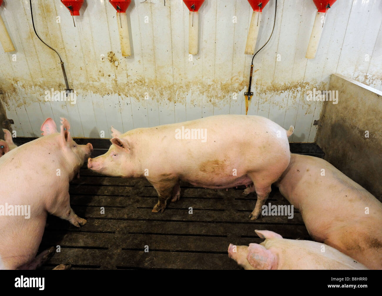 Ein erfolgreiches Schwein Zuchtfarm in Süd-Ontario Stockfoto