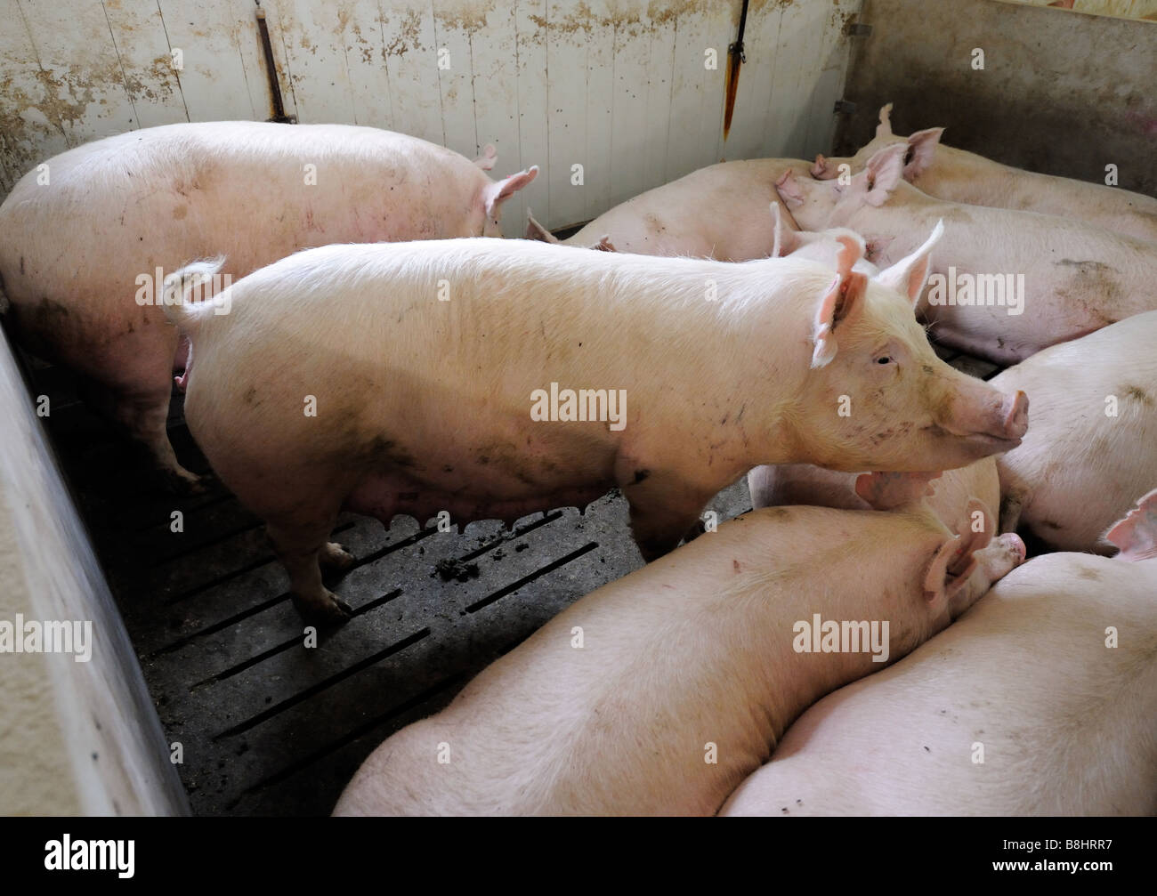 Ein erfolgreiches Schwein Zuchtfarm in Süd-Ontario Stockfoto