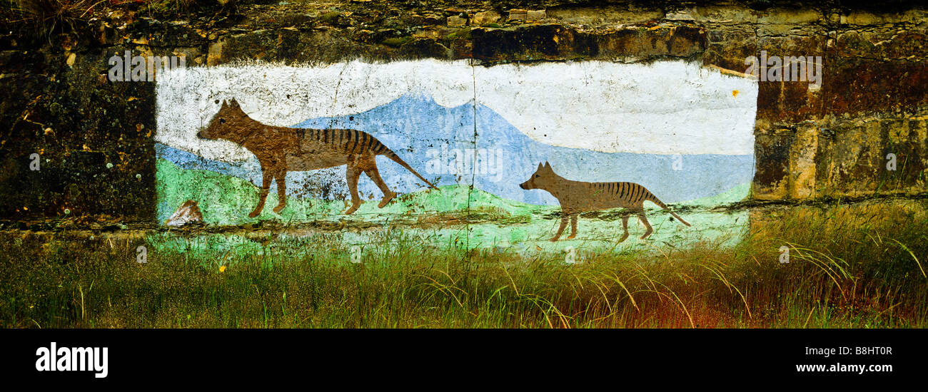 Tasmanian Tiger Wandbild, Tasmanien, Australien Stockfoto