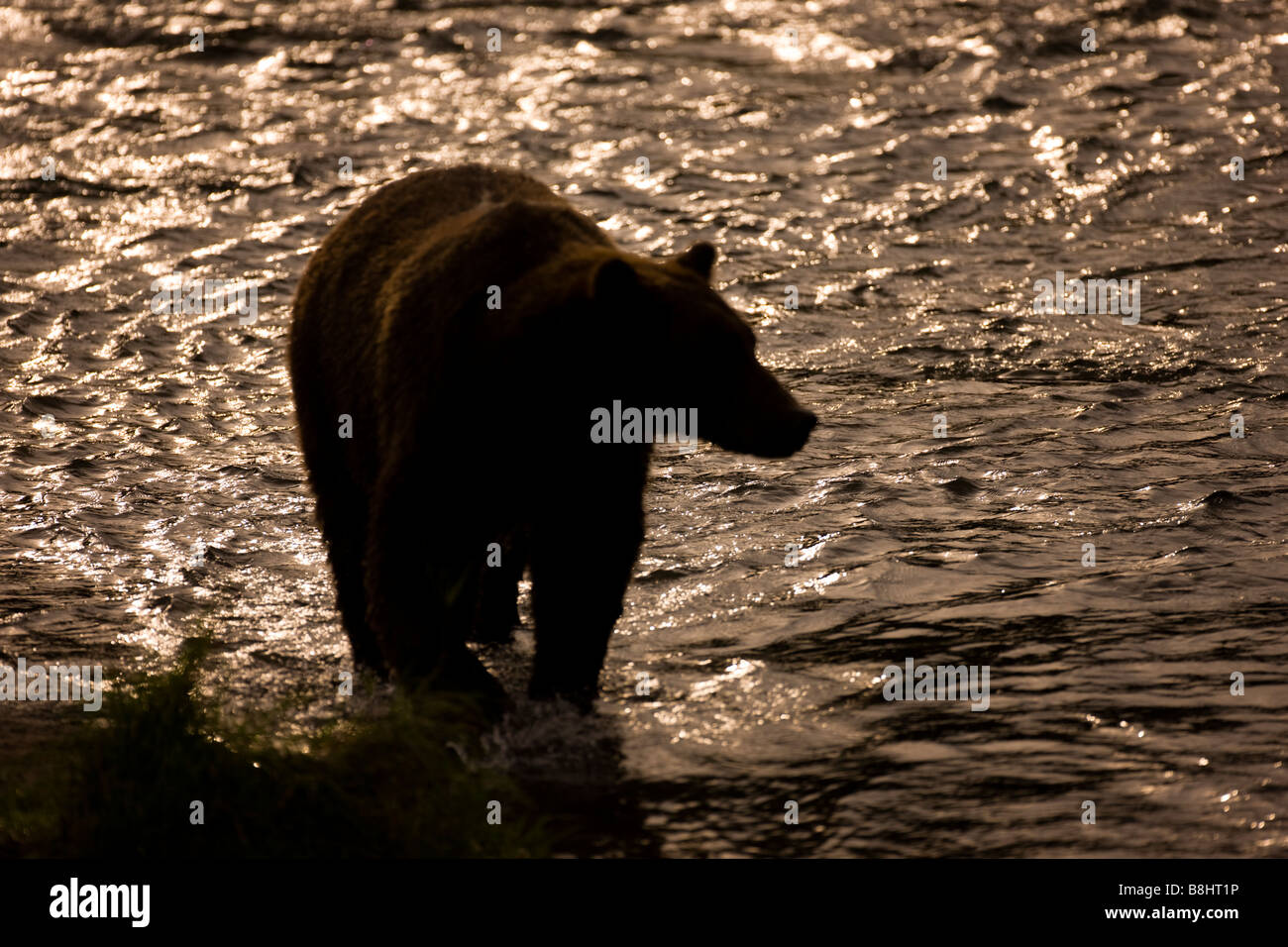 Braunbären in Katmai Nationalpark, Alaska Stockfoto