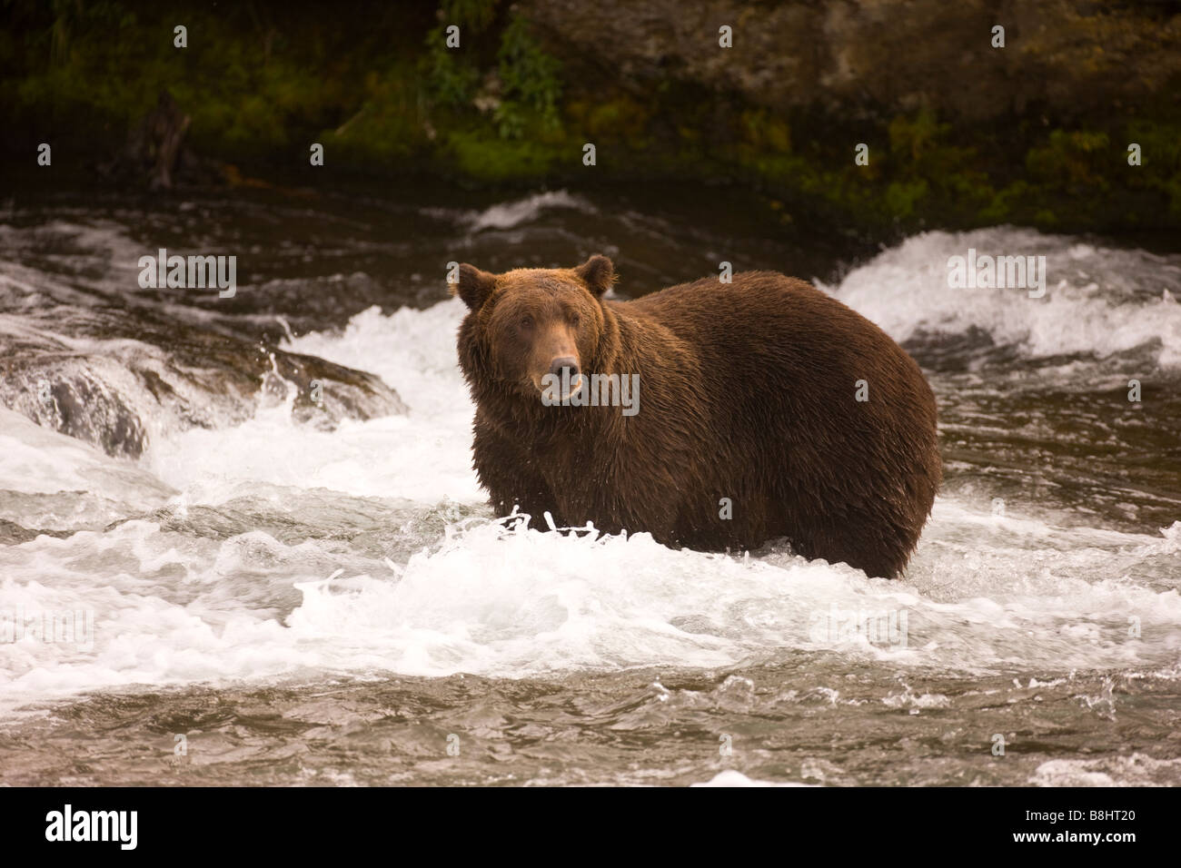 Braunbär an den Brooks Falls im Katmai Nationalpark, Alaska Stockfoto