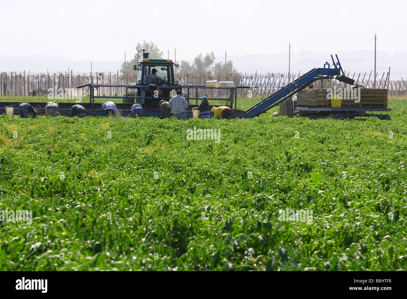 Grüner Paprika geerntet in Valley County Idaho USA Stockfoto