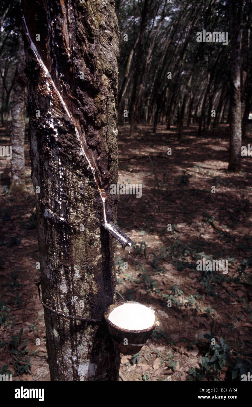 Rubber tree amazon Fotos und Bildmaterial in hoher Auflösung Alamy