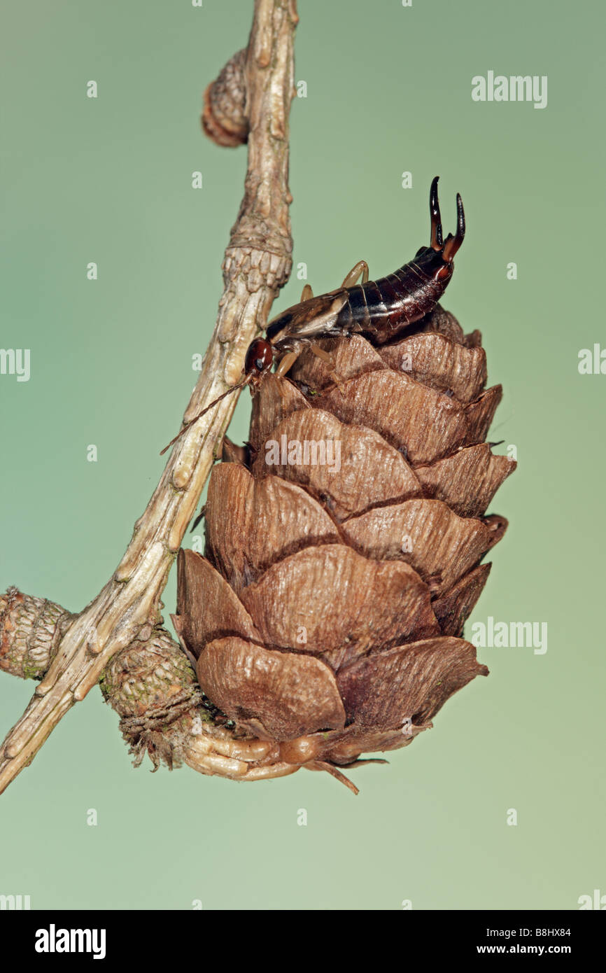 Ohrwurm Forficula Auricularia auf Tannenzapfen Stockfoto