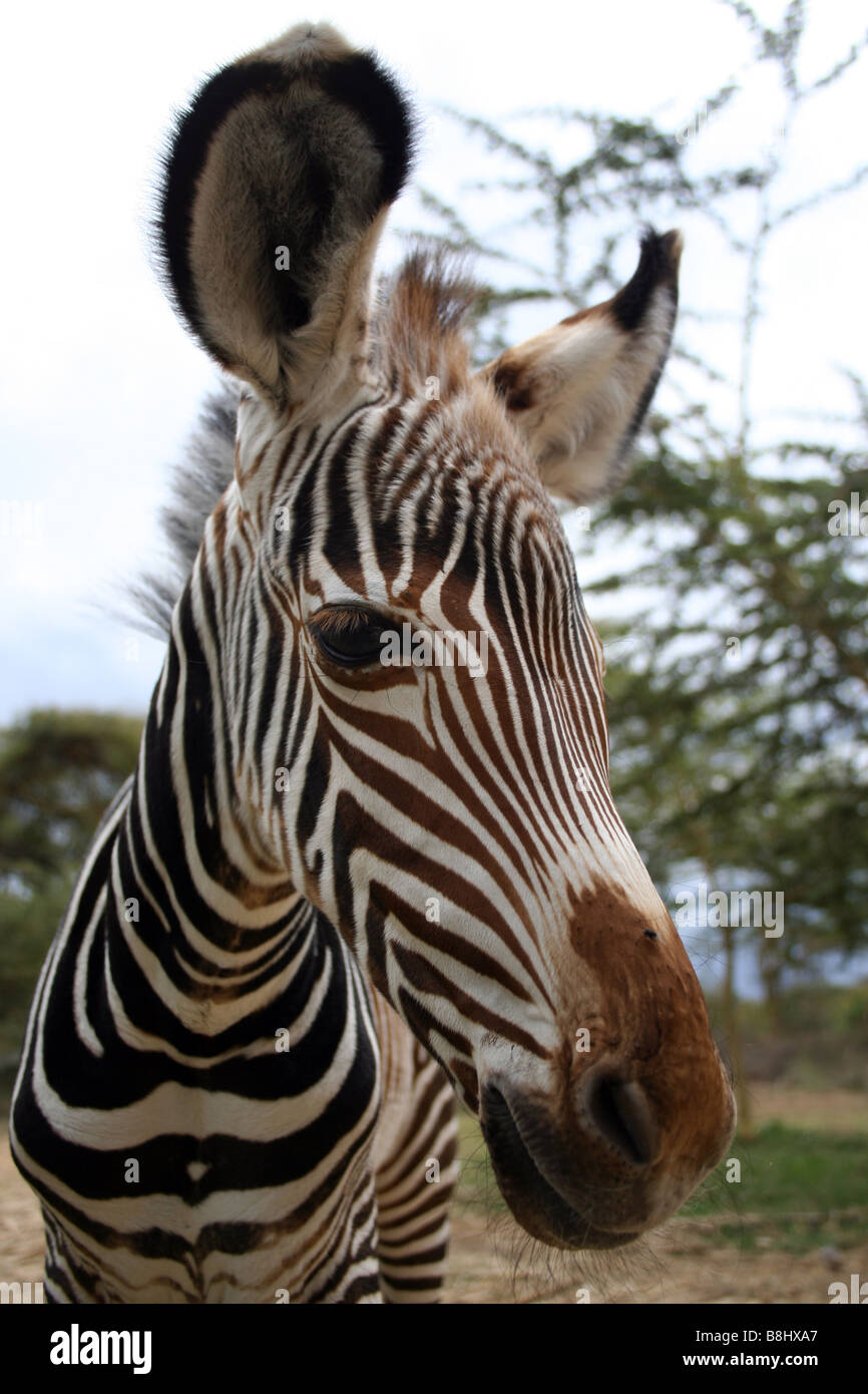Eine Grevy-Zebra-Fohlen der Hand aufgezogen. Stockfoto