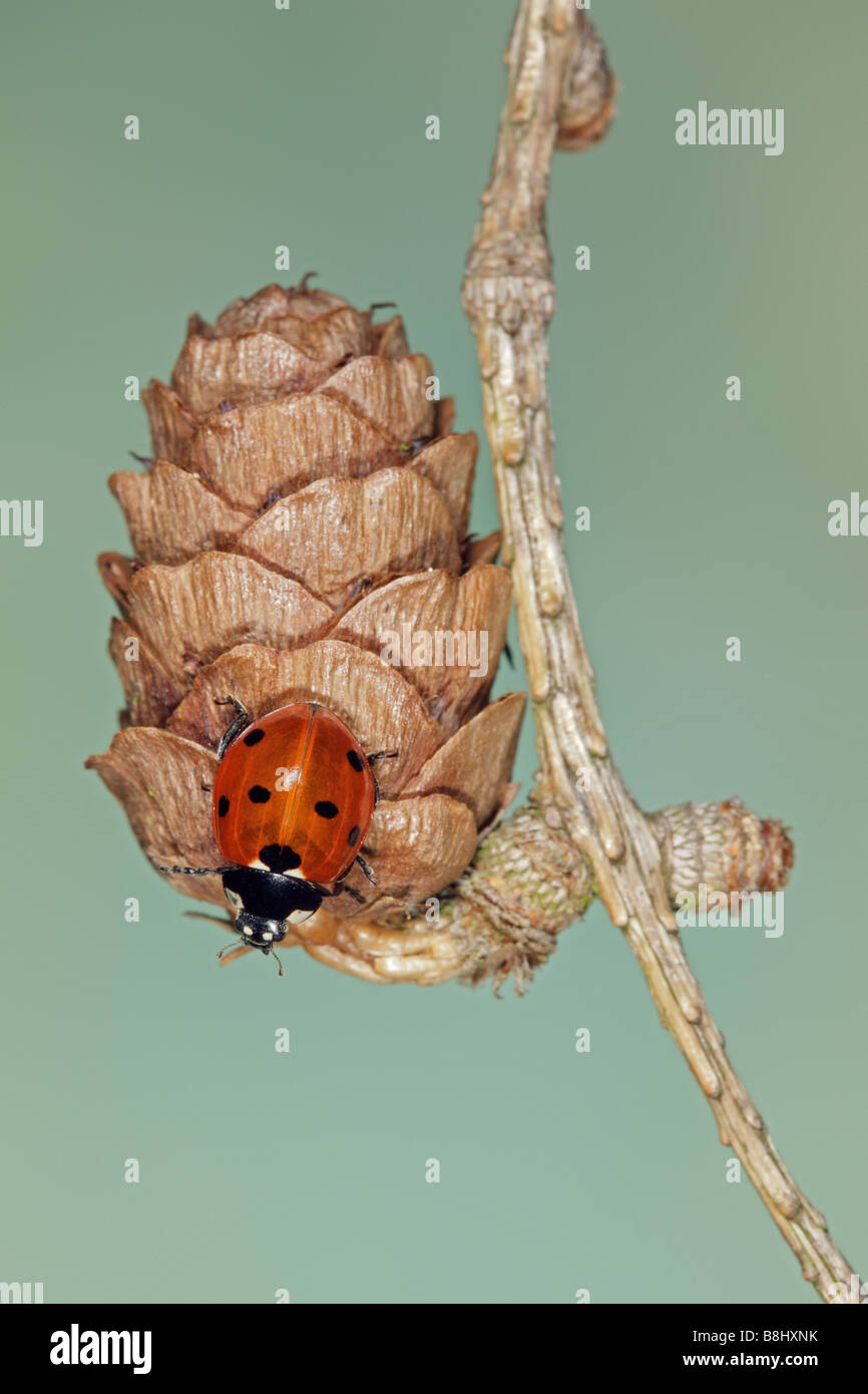 Sieben-Punkt-Marienkäfer Coccinella Septempunctata auf Tannenzapfen Stockfoto