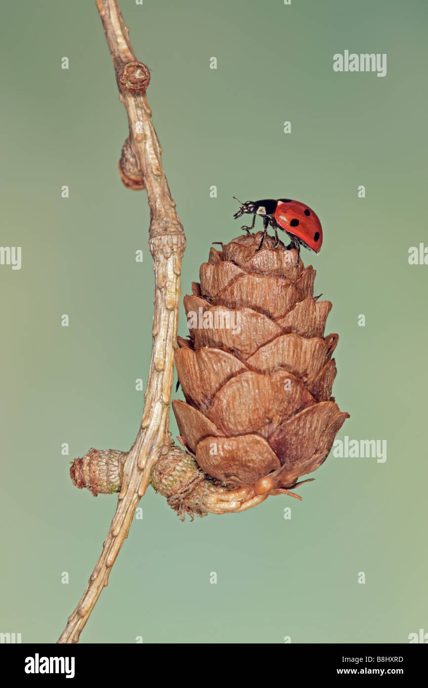 Sieben-Punkt-Marienkäfer Coccinella Septempunctata auf Tannenzapfen Stockfoto