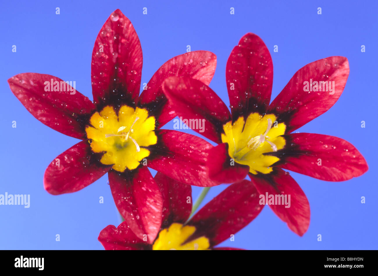 Sparaxis tricolor -Fotos und -Bildmaterial in hoher Auflösung – Alamy