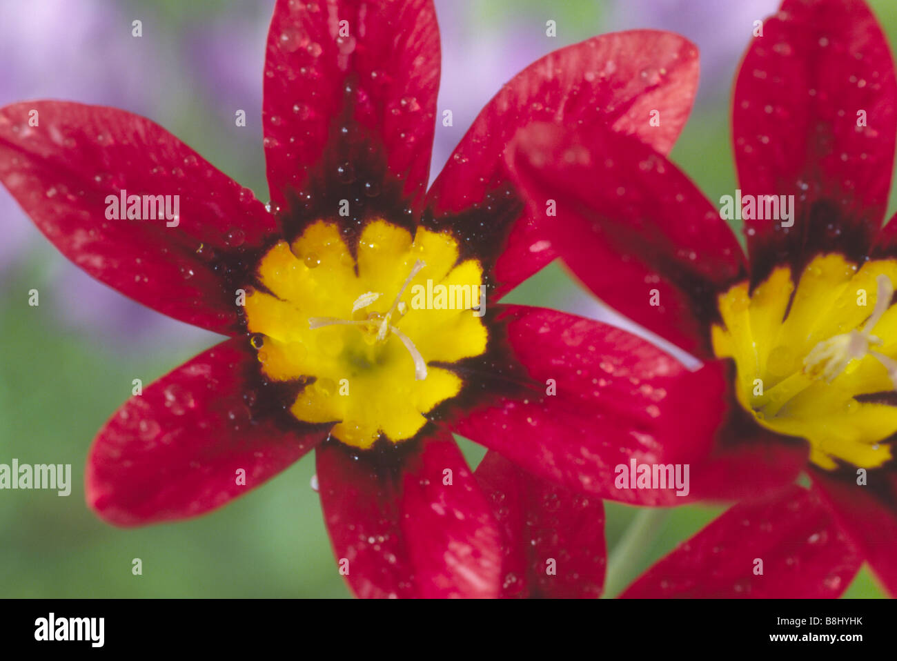 Sparaxis tricolor -Fotos und -Bildmaterial in hoher Auflösung – Alamy