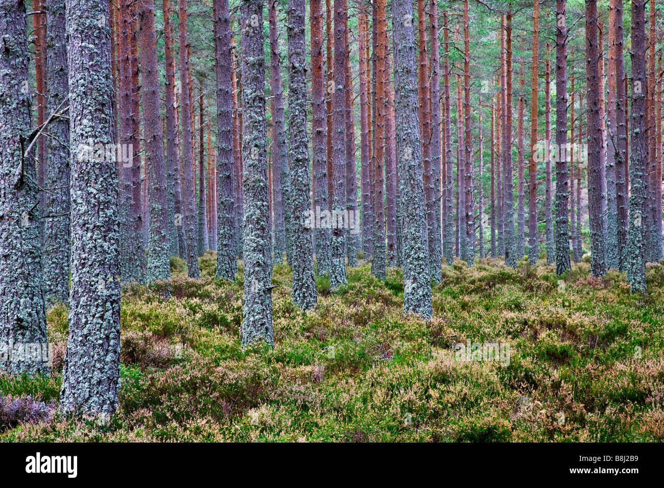 Nadelbäume in einer schottischen Plantage mit Moos und Heidekraut auf der Basis der Stämme Stockfoto