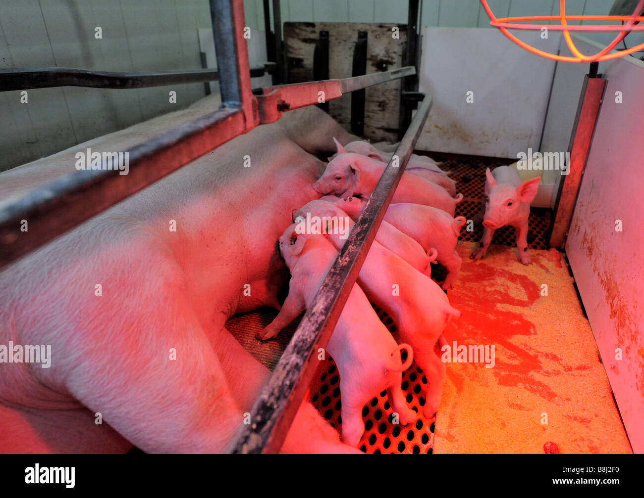 Spanferkel auf eine moderne Hog-Zuchtfarm Stockfoto