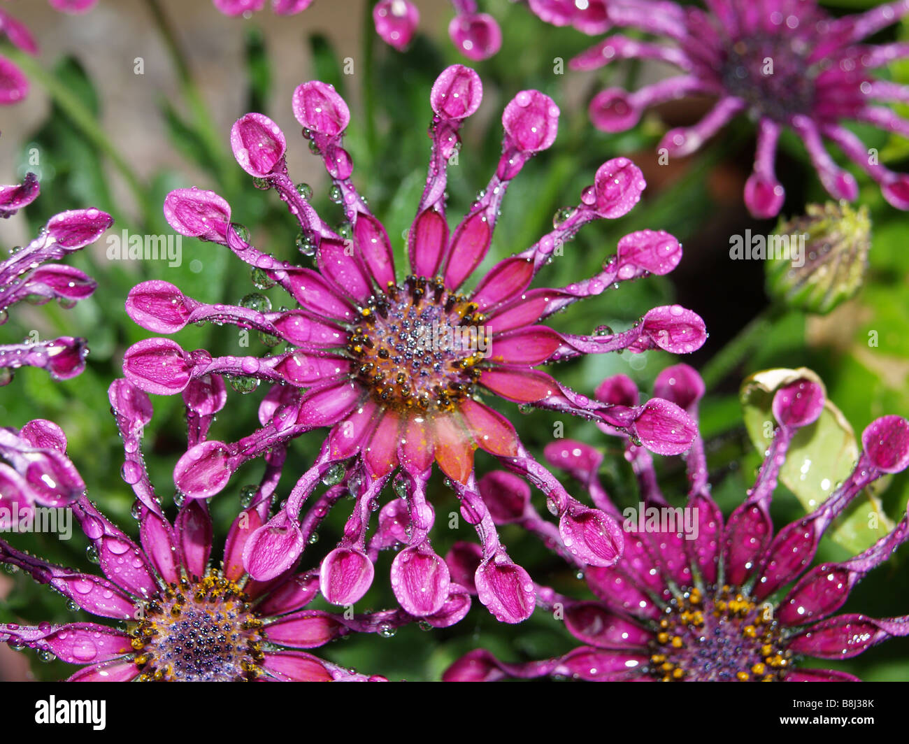 Nahaufnahme eines Virbrant und bunten Osteospermum 'Whirligig' Flower Head Stockfoto
