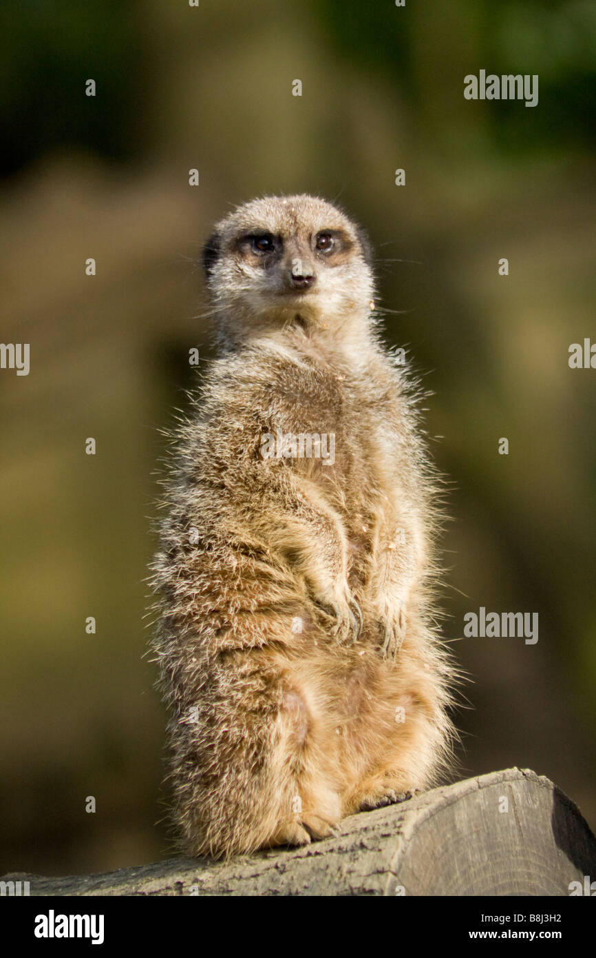 Erdmännchen auf Wache Beobachtung Stockfoto