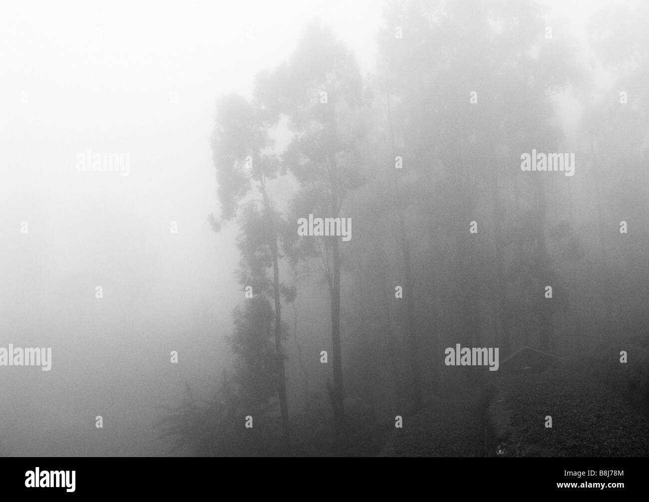Eukalyptus-Bäume im Nebel schoss aus dem Zug in Sri Lanka. Schwarz und weiß Stockfoto